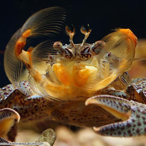 Porcelain Crab - Seahorse Aquariums Ltd
